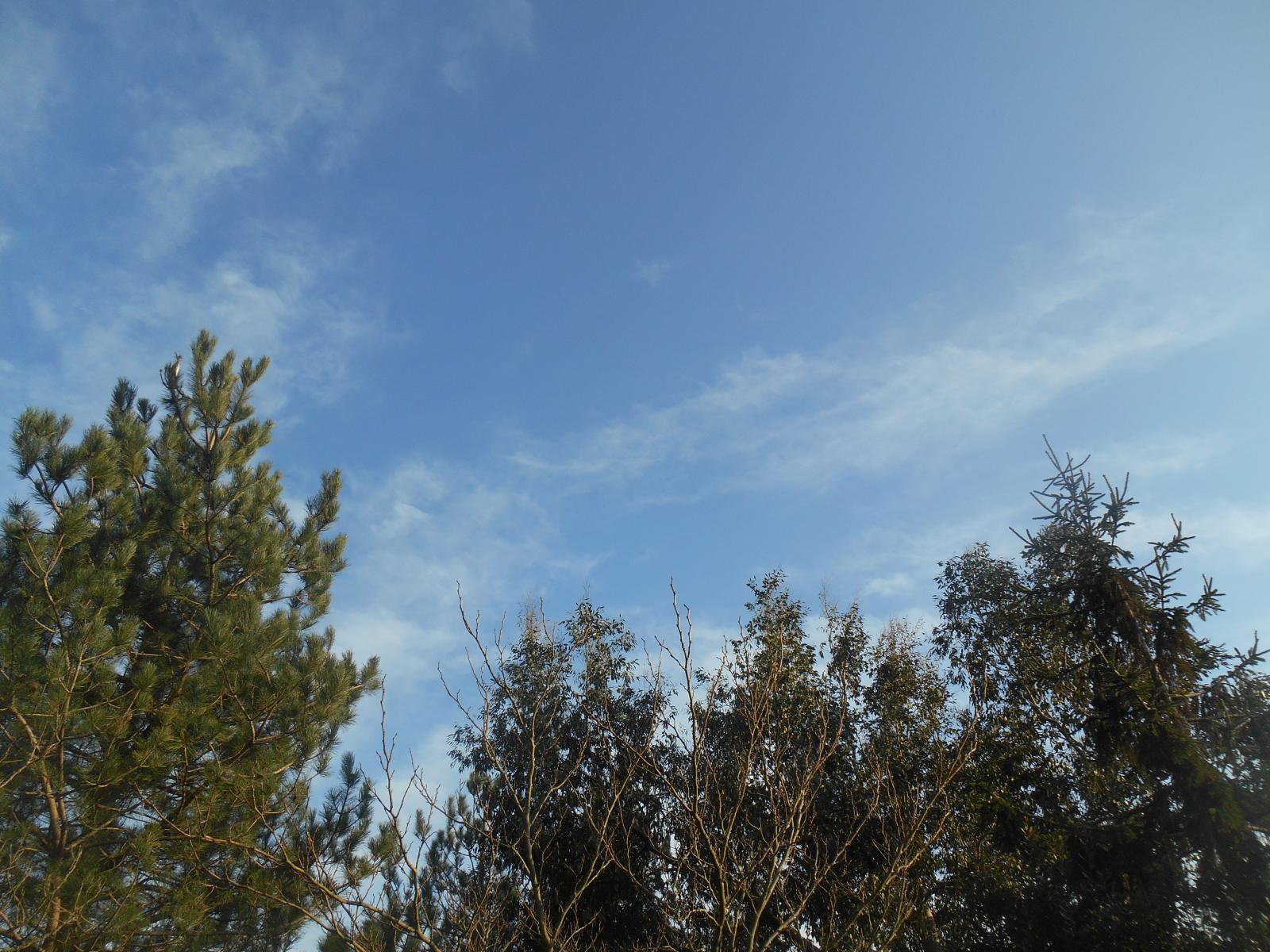 Les arbres et le ciel ( Les Moutiers en Retz )