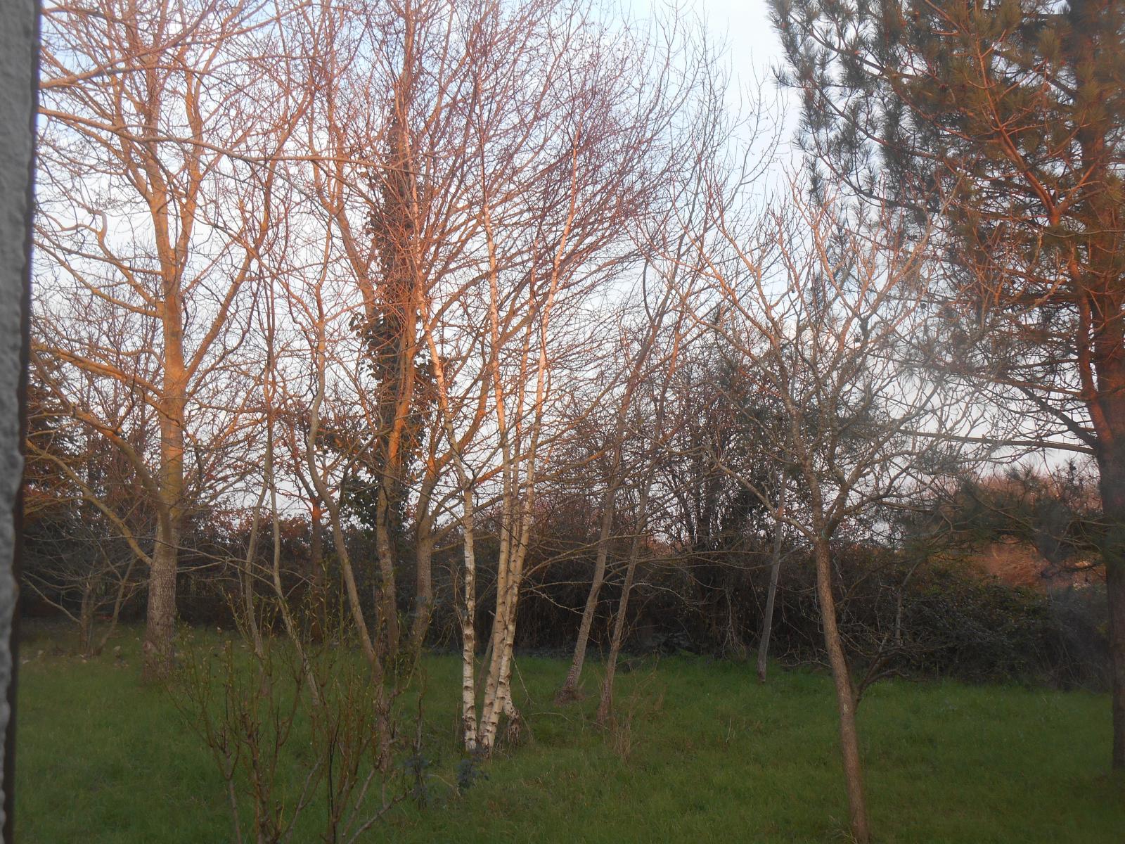 Encore des belles couleurs le Chang du cygne du soleil ( Les Moutiers en Retz )