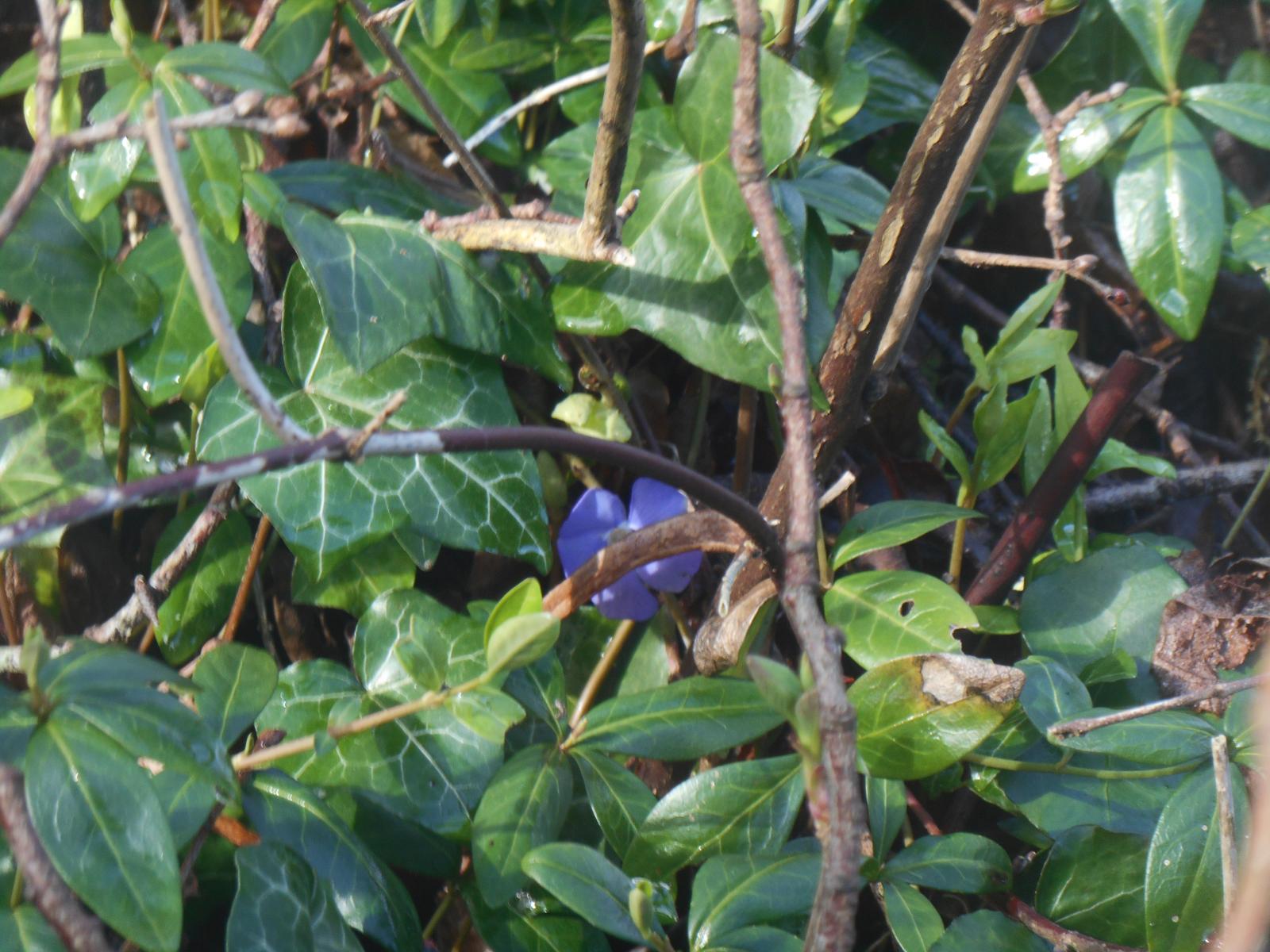 Jolie fleur bleue (Urcel)