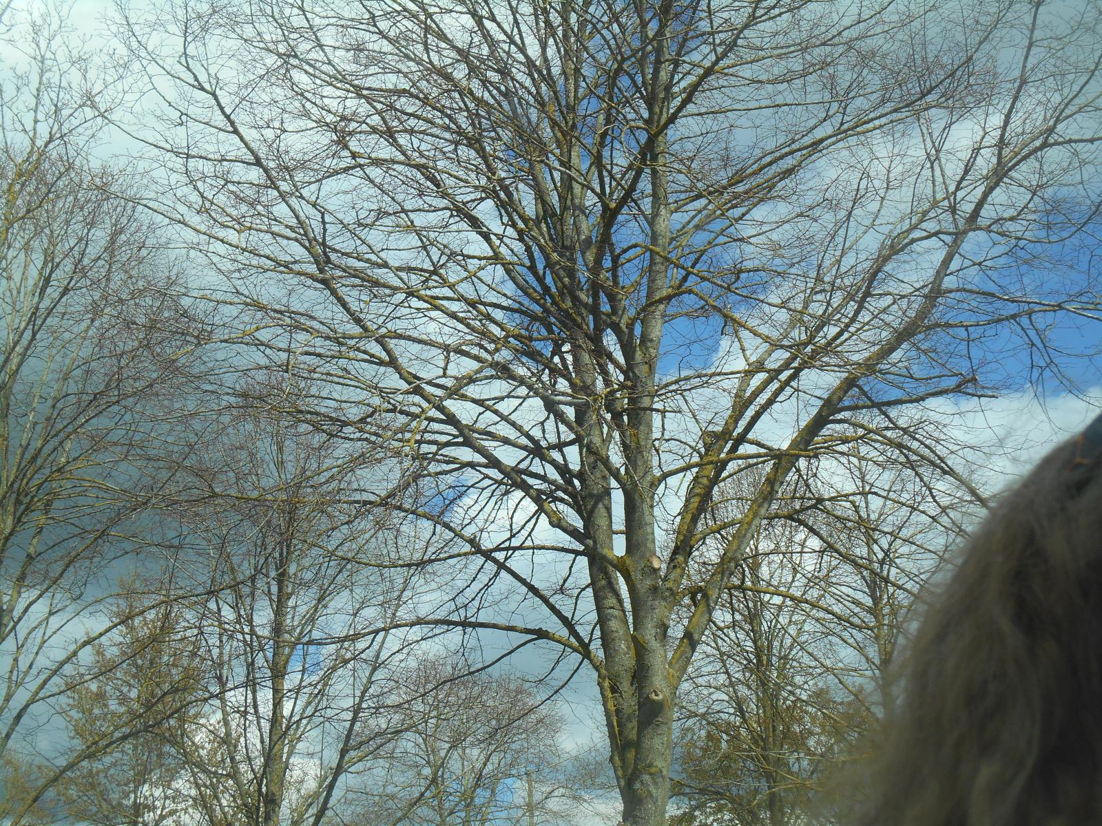 Des arbres chauves comme un Pantani (Autoroute)