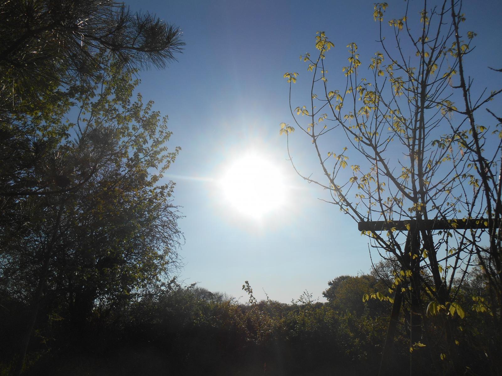 Le soleil de haru entre les arbres (Les Moutiers en Retz)