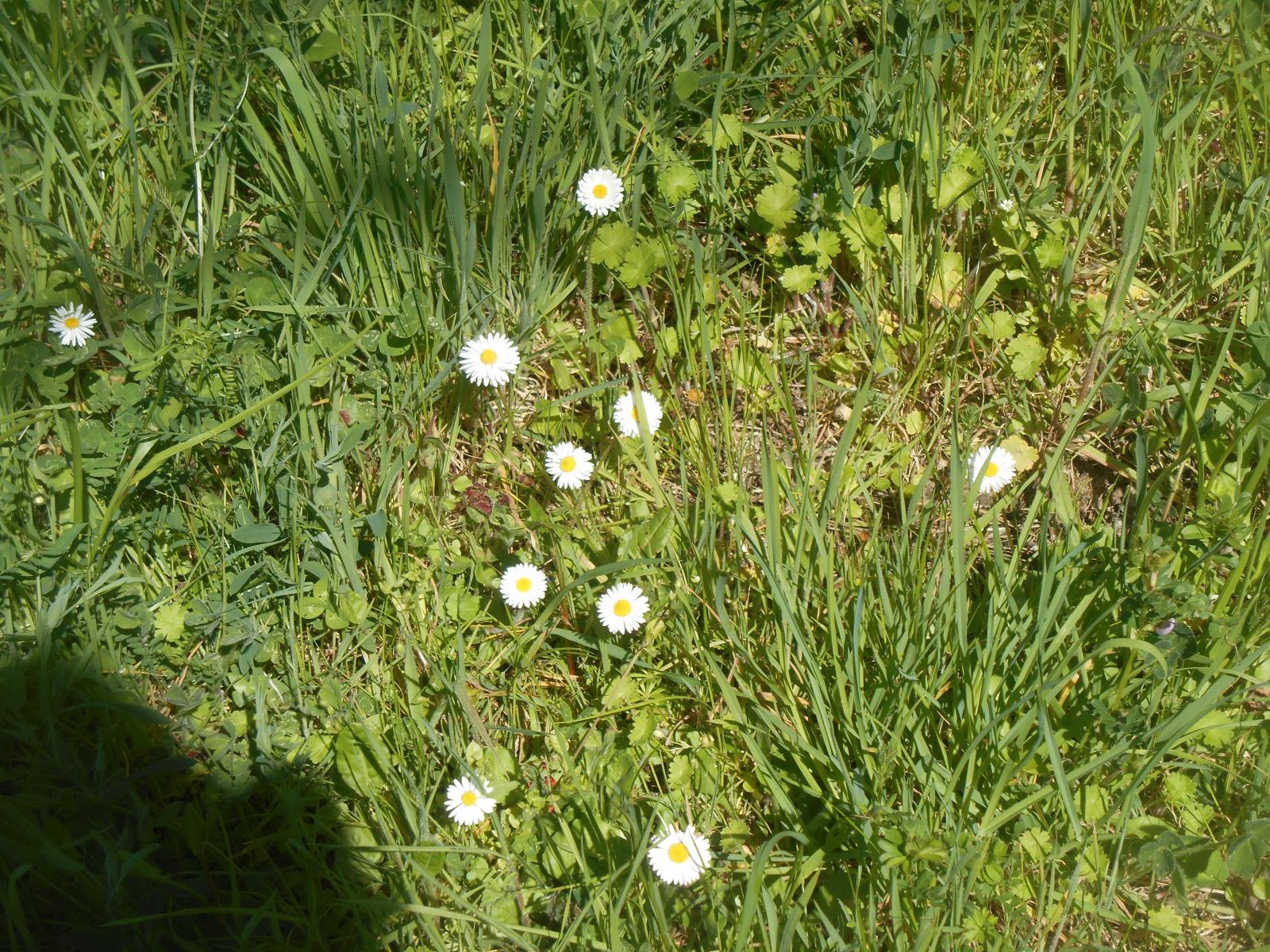 Encore quelques fleurs ( Les Moutiers en Retz )