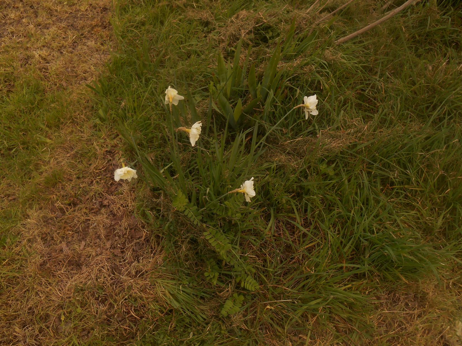 Jolies fleurs blanches (Les Moutiers en Retz)