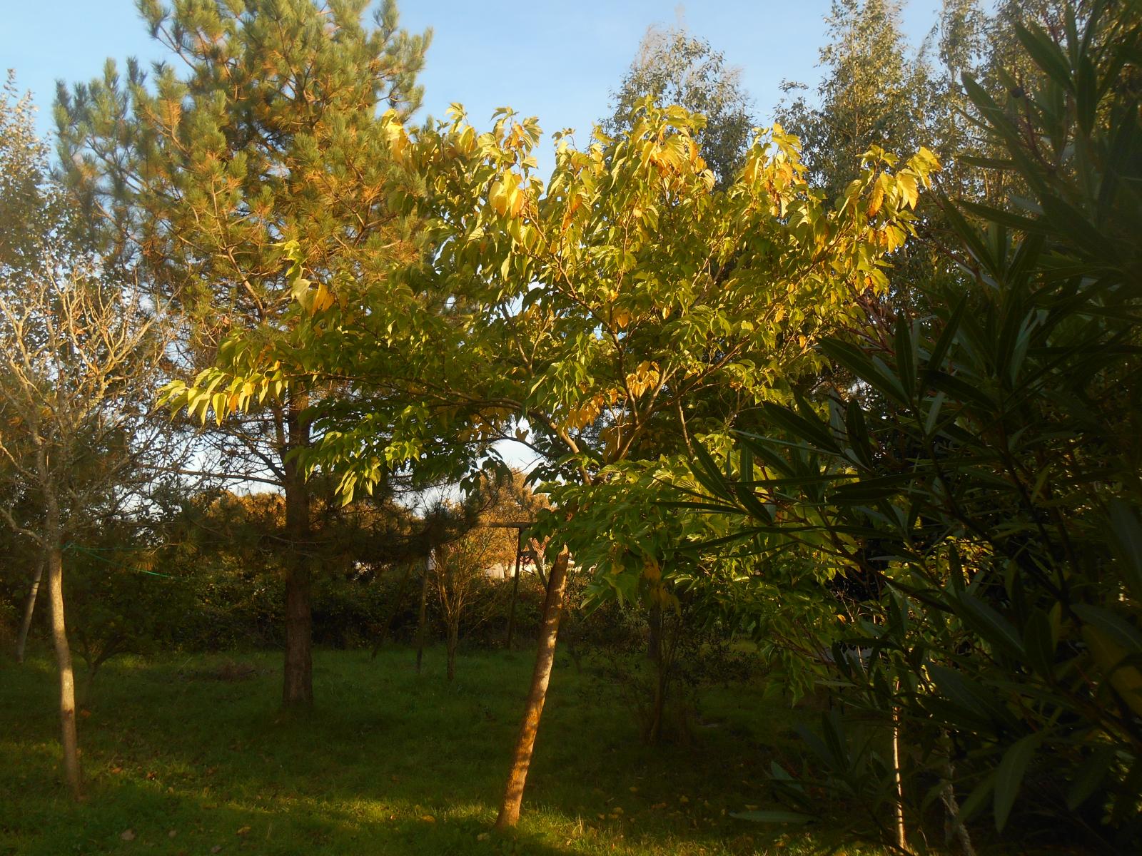 Des jolies lueurs d\'\'automne sur les arbres ( Les Moutiers en Retz )